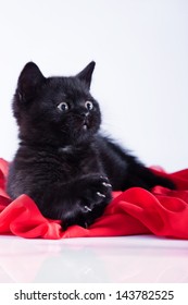 black kitten