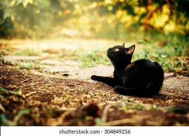 Black Kitten