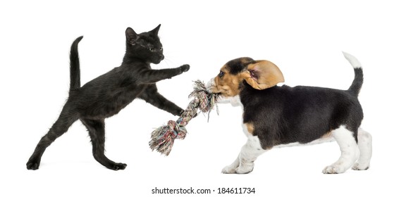 Black Kitten And Beagle Puppy Playing With A Toy