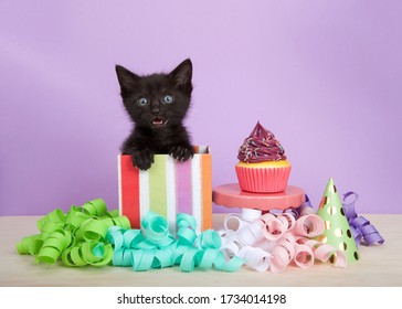 black  kitten in colorful striped birthday present box with cup cake and streamers on a wood floor, purple background. Kitten meowing looking directly at viewer.