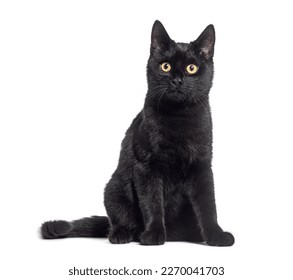 Black Kitten crossbreed cat, sitting and looking up, isolated on white 
