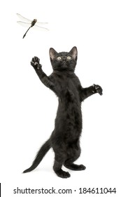 Black kitten standing on hind legs and trying to catch a dragonfly flying