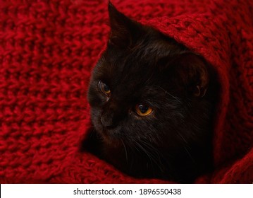 Black Kitten Under A Red Knitted Blanket