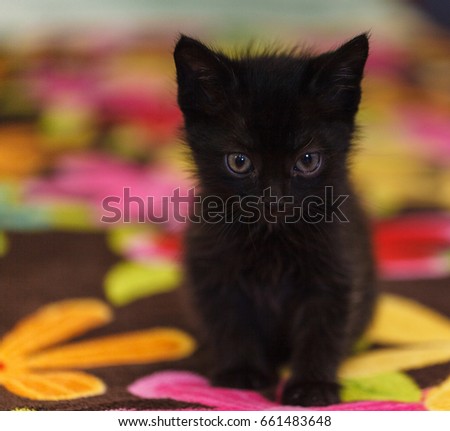 Black kitty on the sofa