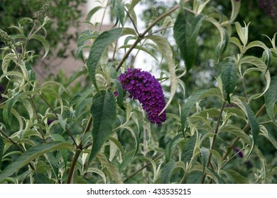 Black Knight Butterfly Bush (Buddleia davidi)
