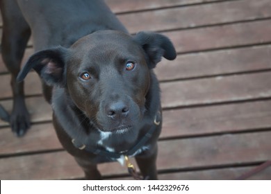 black lab blue heeler