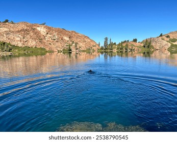 Black lab dog swimming to stick in a deep blue mountain lake - Powered by Shutterstock