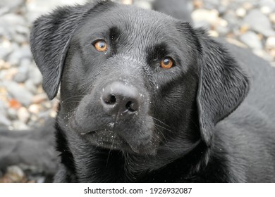 Black Lab Dogs Face Close Stock Photo 1926932087 | Shutterstock