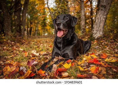 Black Lab In The Fall Leaves