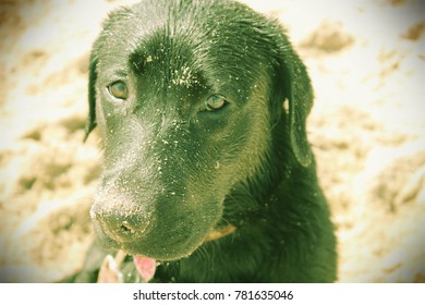 Black Lab Got Sandy At Salisbury Beach