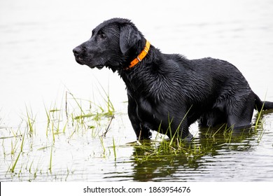 Black lab hunting dog standing in marsh water.   - Powered by Shutterstock