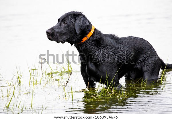 are black labs good hunting dogs