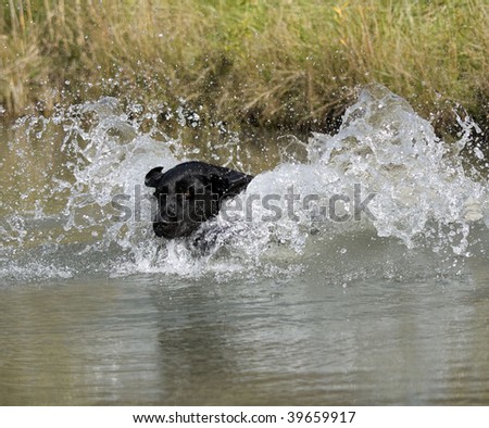 Similar – water rat Pet Labrador