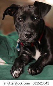 Black Lab Mix Puppy Perked Ears Stock Photo 381528541 | Shutterstock