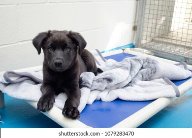 Black Lab Mix Puppy Waits On His Bed At The Animal Shelter