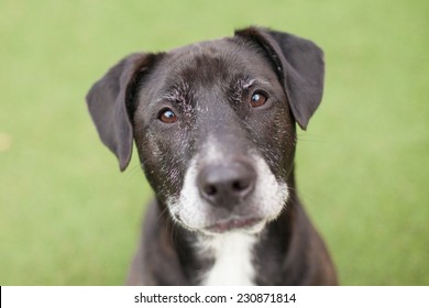 Black lab mix smiles outside - Shutterstock ID 230871814
