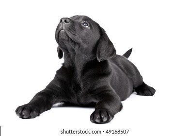 Black Lab Puppy Look Upwards, Two  Months Old.