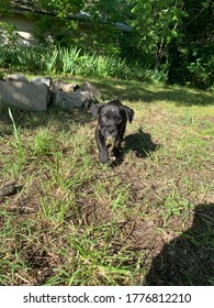 Black Lab Puppy Running Outside 