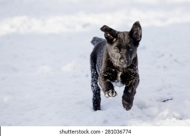 Black Lab Puppy Running And Playing In The Snow