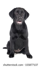 Black Lab Puppy, Two Months Old - Stock Image