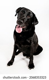 Black Lab Sitting And Tilting Head At Camera Looking And Isolated On White Background With Tongue Out