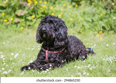 Black Labradoodle