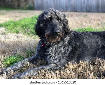 Black Labradoodle Dog Laying In Grass