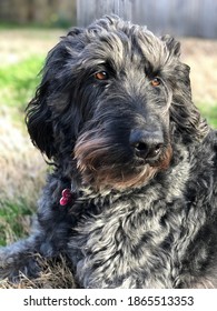 Black Labradoodle Dog Laying In Grass