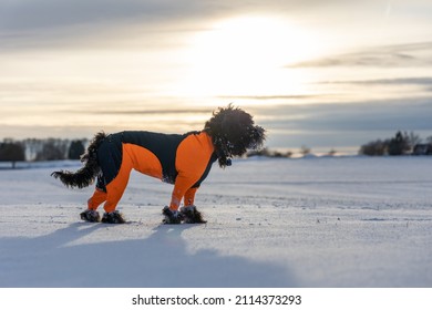 A Black Labradoodle Dog In An Orange Protector Cover Is Standing In White Snowy Winter Landscape