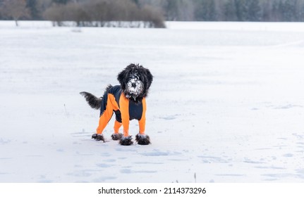 A Black Labradoodle Dog In An Orange Protector Cover Is Standing In White Snowy Winter Landscape