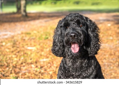 Black Labradoodle Labrador Poodle Dog Pet Sitting Outside Watching Waiting Alert Looking Hot Happy Excited White Panting Smiling And Staring At Camera