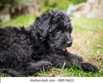 Black Labradoodle Puppy