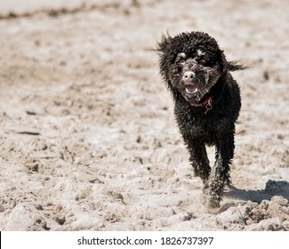 A Black Labradoodle Running At The Beach