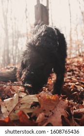 Black Labradoodle Sniffing Leaves During Autumn