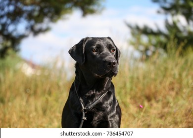 black labrador