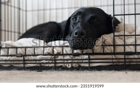 black labrador adult dog in crate