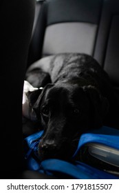 Black Labrador In Back Seat Of Car Interior