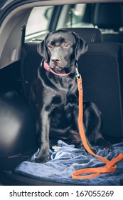 Black Labrador In Car