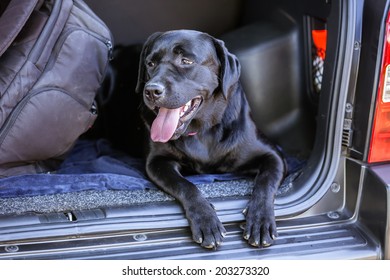 Black Labrador In Car 