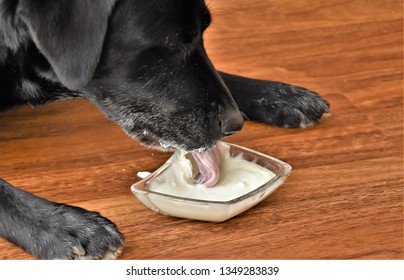 Black Labrador Dog Eating Yogurt From A Glass Cup