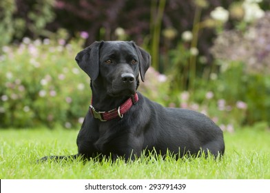 Black Labrador Dog In Garden