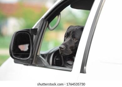 Black Labrador Dog Looking From A Car Driver Seat Window