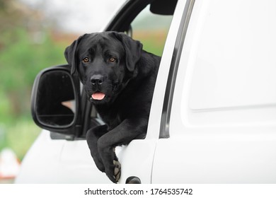 Black Labrador Dog Looking From A Car Driver Seat Window