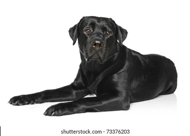 Black Labrador Dog Lying On A White Background