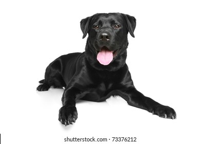 Black Labrador dog lying on a white background