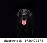 Black Labrador Dog on Black Background Studio Portrait