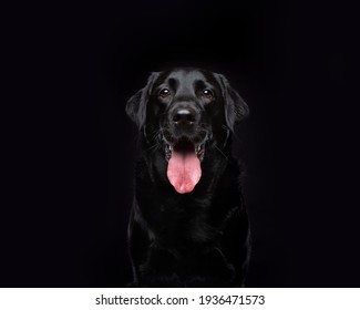 Black Labrador Dog on Black Background Studio Portrait - Powered by Shutterstock