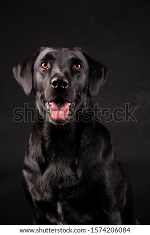 black labrador dog with orange eyes with tongue sticking out, on black background
