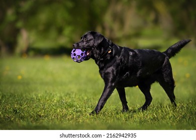 Black Labrador Dog Playing With A Ball In The Park In Summer