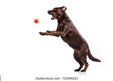 The Black Labrador Dog Playing With Ball Isolated On White